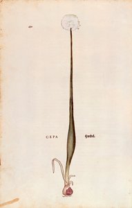 Oignon (Allium cepa) par Leonhart Fuchs de De historia stirpium commentarii insignes
