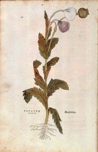 Pavot somnifère - Papaver somniferum (Papaver satiuum) de De historia stirpium commentarii insignes, gravure en couleur - Leonhard Fuchs