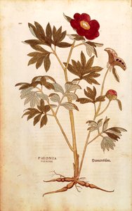 Pivoine - Paeonia officinalis (Paeonia foemina) de Leonhart Fuchs, de De historia stirpium commentarii insignes - Leonhard Fuchs