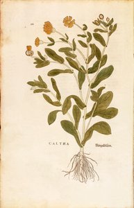 Souci officinal - Calendula officinalis par Leonhart Fuchs de De historia stirpium commentarii insignes, gravure en couleur