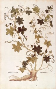 Bryone dioïque - Bryonia dioica, de De historia stirpium commentarii insignes (Notable Commentaries on the History of Plants)