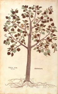 Tilleul à petites feuilles - Tilia cordata, de De historia stirpium commentarii insignes (Notable Commentaries on the History of Plants)