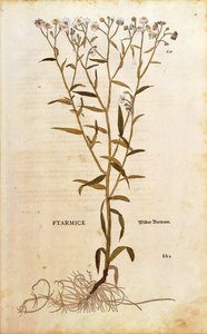 Achillée sternutatoire - Achillea ptarmica par Leonhart Fuchs de De historia stirpium commentarii insignes, gravure en couleur - Leonhard Fuchs