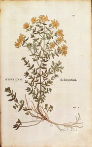 Millepertuis (Hypericum perforatum) de De historia stirpium commentarii insignes, gravure en couleur - Leonhard Fuchs