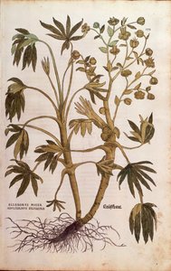 Hellébore fétide ou Herbe à la puce - Helleborus foetidus (Helleborus niger adulterinus sylvestris) de De historia stirpium commentarii insignes, gravure en couleur - Leonhard Fuchs