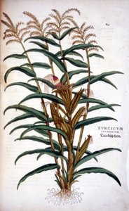 Le maïs - dans « De Historia Stirpium commentarii insignia » de Leonhart Fuchs - Leonhard Fuchs