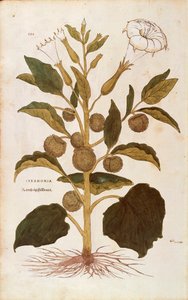 Datura stramoine - Datura stramonium par Leonhart Fuchs de De historia stirpium commentarii insignes, gravure en couleur