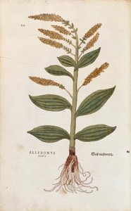Hellébore blanc - Veratrum album par Leonhart Fuchs de De historia stirpium commentarii insignes, gravure en couleur - Leonhard Fuchs