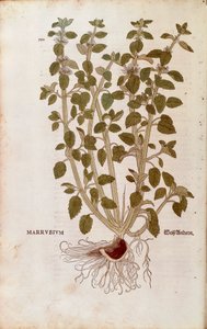 Marrube blanc (Marrubium vulgare) par Leonhart Fuchs de De historia stirpium commentarii insignes (Notable Commentaries on the History of Plants) gravure colorée - Leonhard Fuchs