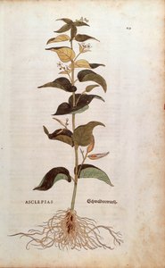 Herbe à la couleuvre - Cynanchum vincetoxicum (Asclepias) par Leonhart Fuchs de De historia stirpium commentarii insignes, gravure colorée - Leonhard Fuchs