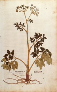 Angélique sauvage par Leonhart Fuchs de De historia stirpium commentarii insignes, gravure colorée