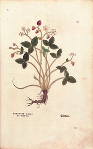 Fraisier des bois - Fragaria vesca (Fragaria maior et minor) de De historia stirpium commentarii insignes (Commentaires notables sur l