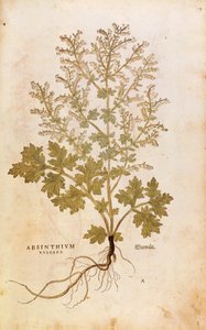 Absinthe - Artemisia absinthium par Leonhart Fuchs de De historia stirpium commentarii insignes, gravure en couleur