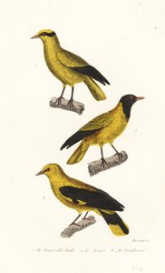 Espèces de loriot
