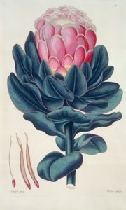Protea speciosa, Perigonia pistillum (pl.12) de 