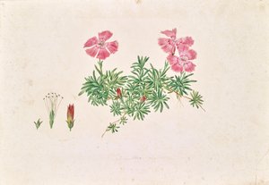 Œillet des Alpes (Dianthus alpinus)