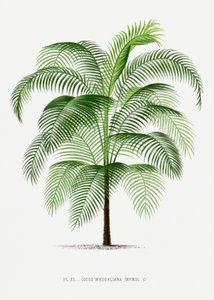  - Les Palmiers Histoire Iconographique