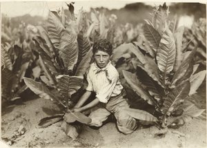 Cueilleur de dix ans à la ferme de tabac Gildersleeve - Lewis W. Hine