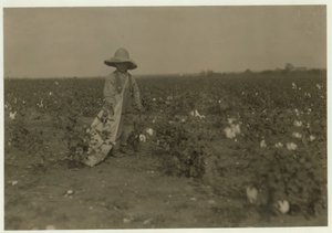 Willie Hesse, 5 ans, cueille 15 livres de coton par jour sur la ferme de ses parents près de West, Texas, 1913 - Lewis Wickes Hine