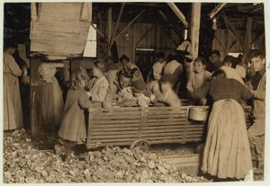 Bill May, âgé de 5 ans, qui gagne 15 cents par jour, dans le hangar de décorticage de la Barataria Canning Company, Biloxi, Mississippi, 1911