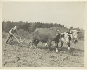 Scène rurale dans le centre du Maine, de nombreux bœufs sont encore utilisés - Lewis Wickes Hine