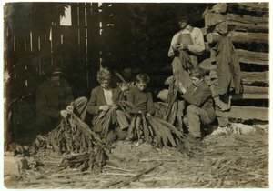 Les fils de J.H. Burch âgés de 12, 14 et 17 ans épluchant du tabac pendant les heures de classe à Warren County, Rockfield, Kentucky, 1916