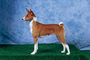 Chien Basenji