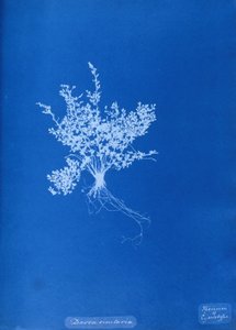 Cyanotype de fougère britannique