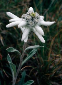Edelweiss - Unbekannt Unbekannt