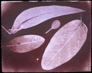 Quatre feuilles par Herschel