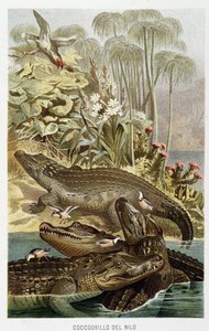 Crocodiles du Nil (crocodilus nicoticus) - dans « La Vita degli animali » par A.E. Brehm, Torino