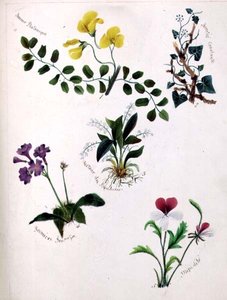 Fleurs sauvages - Lili Cartwright