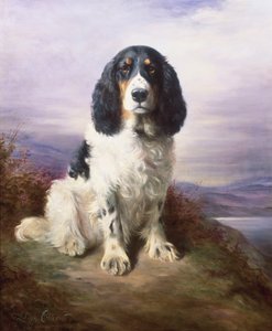 Royal, un épagneul springer tricolore