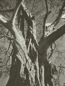 Arbre banyan - Lionel Wendt
