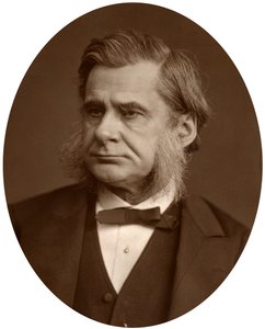Professeur Thomas Henry Huxley - Lock and Whitfield