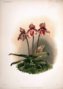Cypripedium × tautzianum cultivar = (Paphiopedilum barbatum × Paphiopedilum niveum)