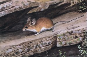 La souris à grandes oreilles représente le clan des pieds blancs dans les canyons escarpés du sud-ouest - Louis Agassiz Fuertes