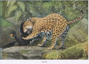 Jaguar