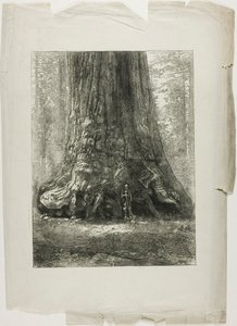 Arbres tordus - Louis Auguste Lepère