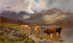 Bétail des Highlands