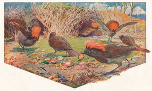 Oiseaux jardiniers, 1911