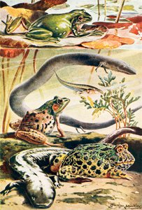 Six amphibiens typiques (litho couleur)