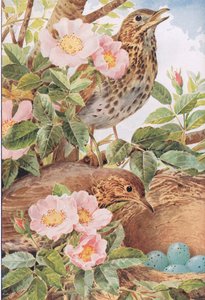 Grives avec Nid, illustration de 
