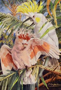 Le cacatoès (litho en couleur)