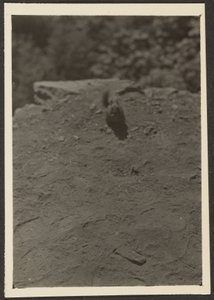 [Chipmonk sur le sentier]