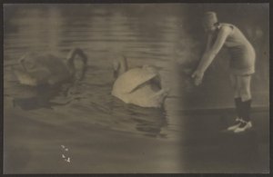 [Composé de cygnes et de plongeurs] - Louis Fleckenstein