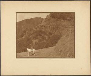 [Une femme et un chien dans un paysage montagneux] - Louis Fleckenstein