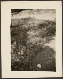 [Canard dans le paysage]