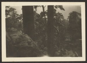 [Paysage] - Louis Fleckenstein