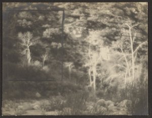 [Paysage avec des arbres lumineux]
